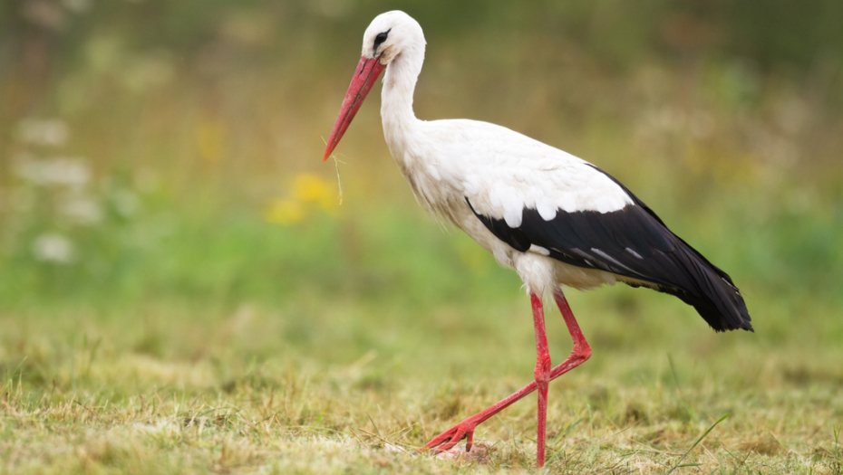 Narodna verovanja: Svaka ptica ima određenu simboliku