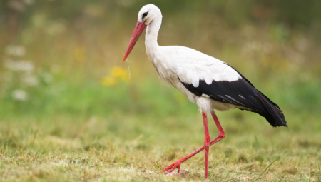 Narodna verovanja: Svaka ptica ima određenu simboliku
