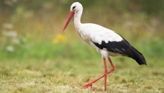 Narodna verovanja: Svaka ptica ima određenu simboliku