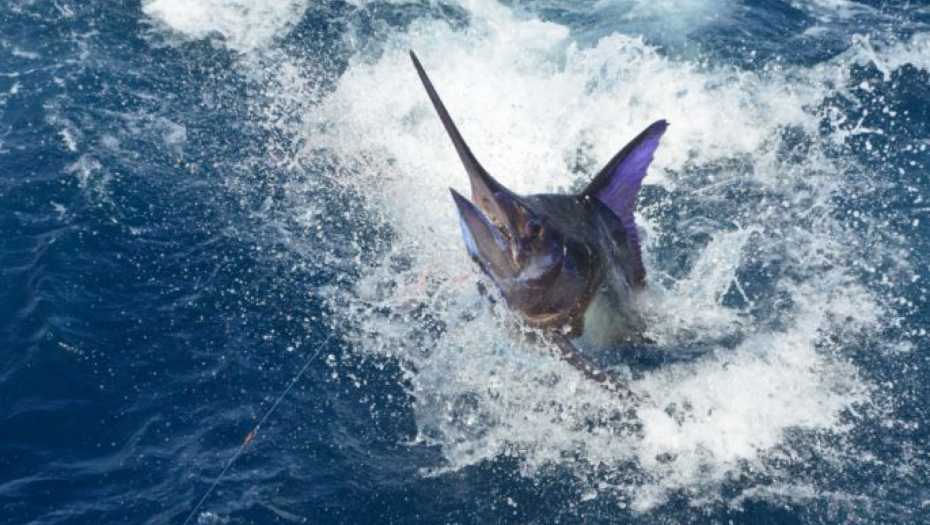 UHVAĆENO ČUDOVIŠTE IZ LOH NESA Pecaroš nije mogao da veruje šta je zagrizlo mamac (FOTO)