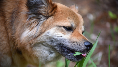 SILOVATELJI PASA NEĆE U ZATVOR! Bolesno! Ljubitelji seksa sa životinjama traže svoja prava