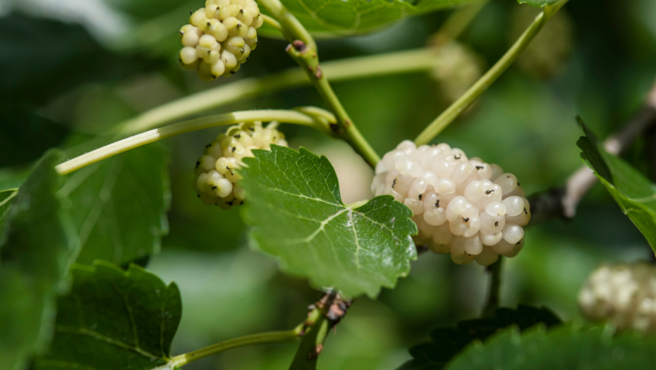 Poboljšava imunitet, probavu i cirkulaciju krvi: Otkrijte sve zdravstvene prednosti duda