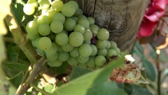 VELIKA SARADNJA NA BALKANU Zemlje Otvorenog Balkana organizuju zajednički sajam