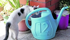 MAČKE KAO I LJUDI NE PODNOSE VRUĆINU Zbog toga im je uvek potrebno mnogo vode