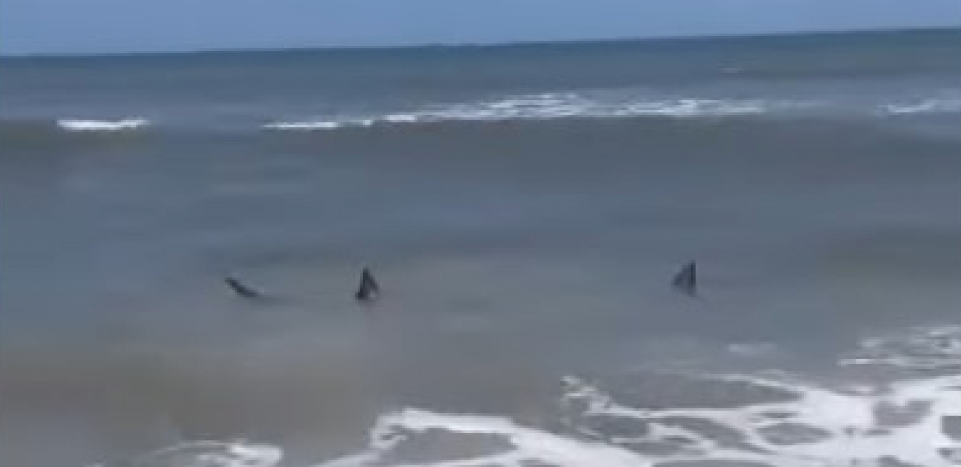 "IZAĐITE IZ VODE!" ŠOK PRIZOR NA PLAŽI U FLORIDI Ajkule u plićaku, a onda odjednom krv (VIDEO)