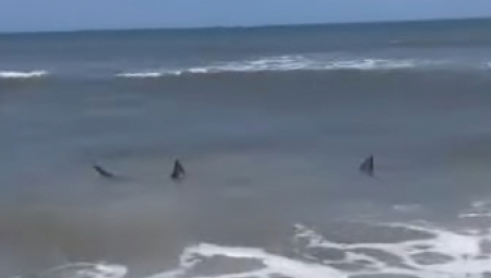 HOROR U AMERICI! Bik ajkula raskomadala ženu!