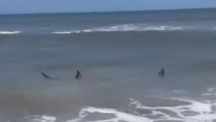 "IZAĐITE IZ VODE!" ŠOK PRIZOR NA PLAŽI U FLORIDI Ajkule u plićaku, a onda odjednom krv (VIDEO)