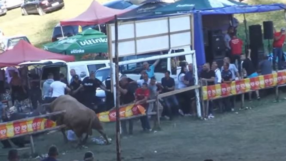 STAMPEDO NA KORIDI U BiH Bikovi probili ogradu (VIDEO)