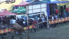 STAMPEDO NA KORIDI U BiH Bikovi probili ogradu (VIDEO)