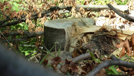 TRAGEDIJA KOD SURDULICE  Muškarac sekao drva  pa je bukva pala na njega