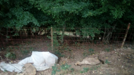 HOROR U SELU DIVCI Psi lutalice upadaju na imanja i kolju stoku  (FOTO)