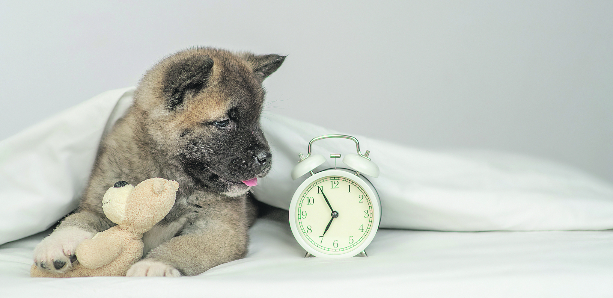 ČITANJE SIMBOLA Kako naš ljubimac formira memoriju i na koji način mu radi mozak