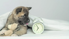 ČITANJE SIMBOLA Kako naš ljubimac formira memoriju i na koji način mu radi mozak