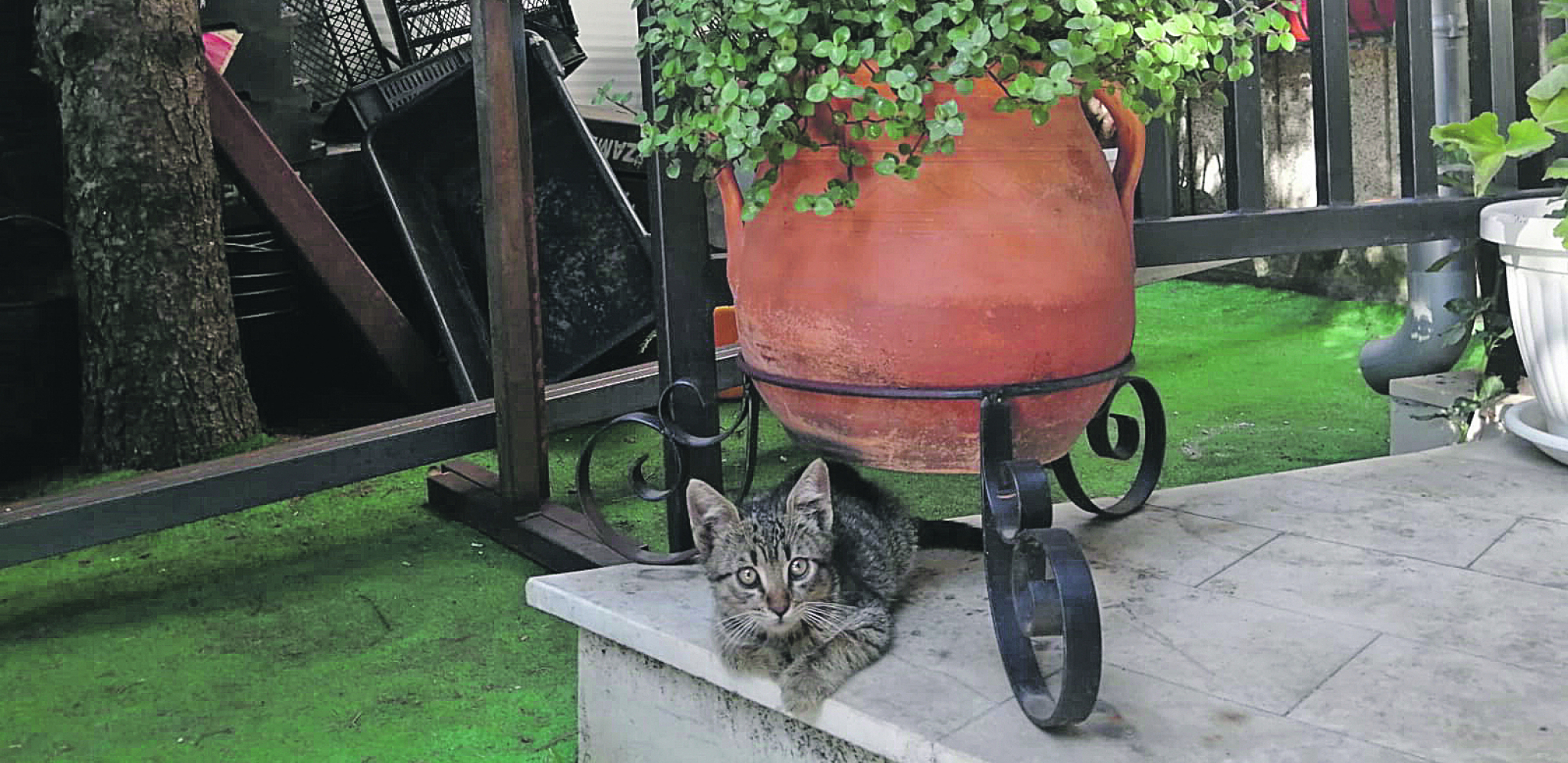 AKO NISTE ZNALI I životinje kao i ljudi vole da uživaju