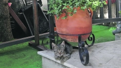 AKO NISTE ZNALI I životinje kao i ljudi vole da uživaju