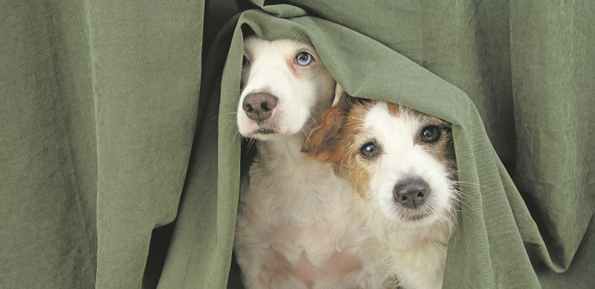 VAŽNA ODLUKA Pre nabavljanja drugog psa u domu, dobro razmislite da li će to biti pametno rešenje