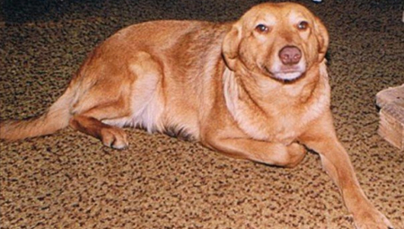 "MAMA, DOŠLA NAM JE DENA!" Dirljiva priča o keruši koja je posle "Oluje" prešla 500 kilometara i pronašla svoju porodicu nakon 139 dana lutanja (FOTO)