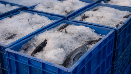 NAKON ŠTO SU POJELI RIBU, ZAVRŠILI SU U BOLNICI ZBOG RETKE BOLESTI Bolovi strašni, urin taman, jedva su izvukli žive glave