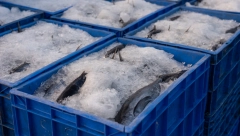 NAKON ŠTO SU POJELI RIBU, ZAVRŠILI SU U BOLNICI ZBOG RETKE BOLESTI Bolovi strašni, urin taman, jedva su izvukli žive glave