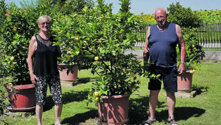 USRED ŠUMADIJE CVETA LIMUN ŽUT Pravo čudo u dvorištu Mirjane i Radomira Milovanovića iz Baničine kod Smederevske Palanke