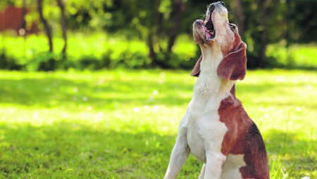 Umeju da budu vrlo bučni: Rase pasa koje najviše laju