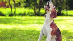 ŽELELI MIRAN ŽIVOT NA SELU, A SAČEKAO IH HOROR Pas je neprestano lajao, a kad su shvatili zbog čega, pobegli su glavom bez obzira