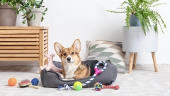 ZA MIRAN SAN Šta sve treba da znate pre kupovine kreveta za ljubimca