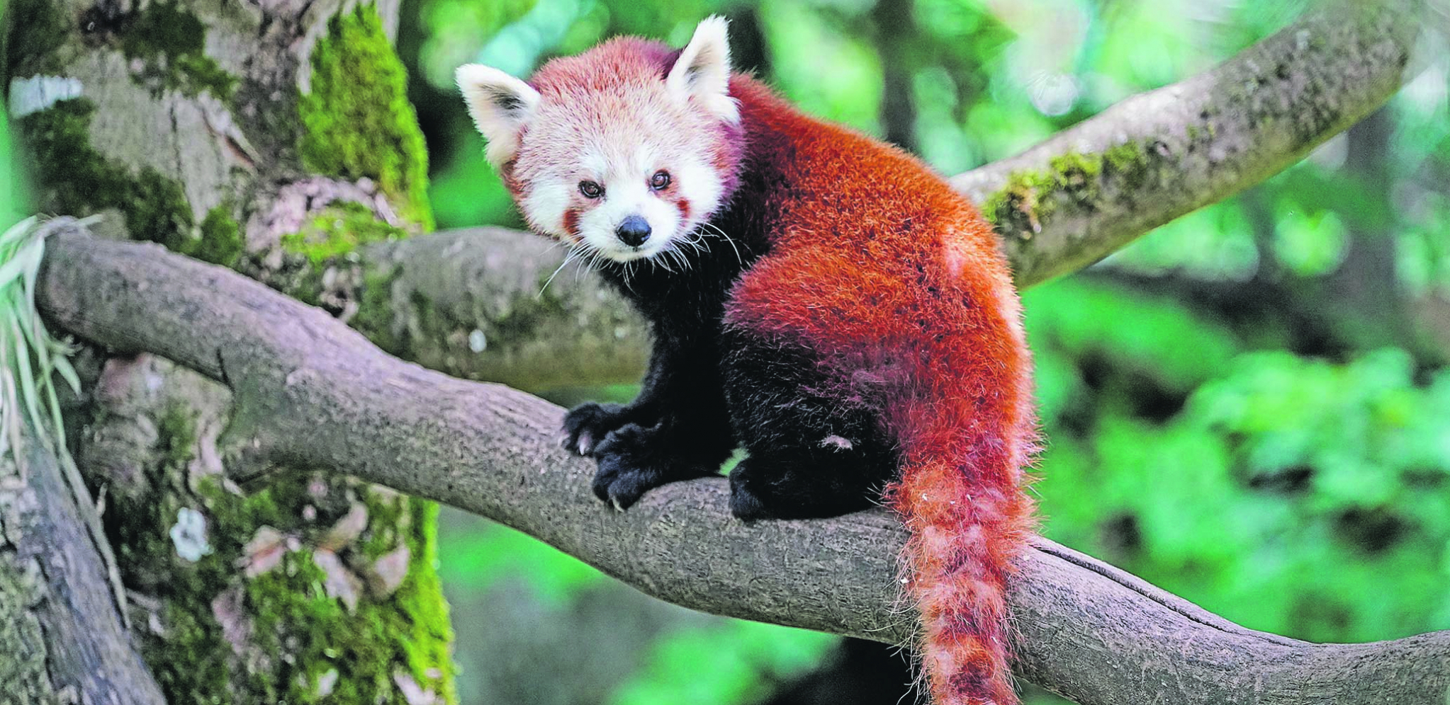JEDINSTVENA CRVENA PANDA Biljojed, ali u zoo-vrtu, voli meso
