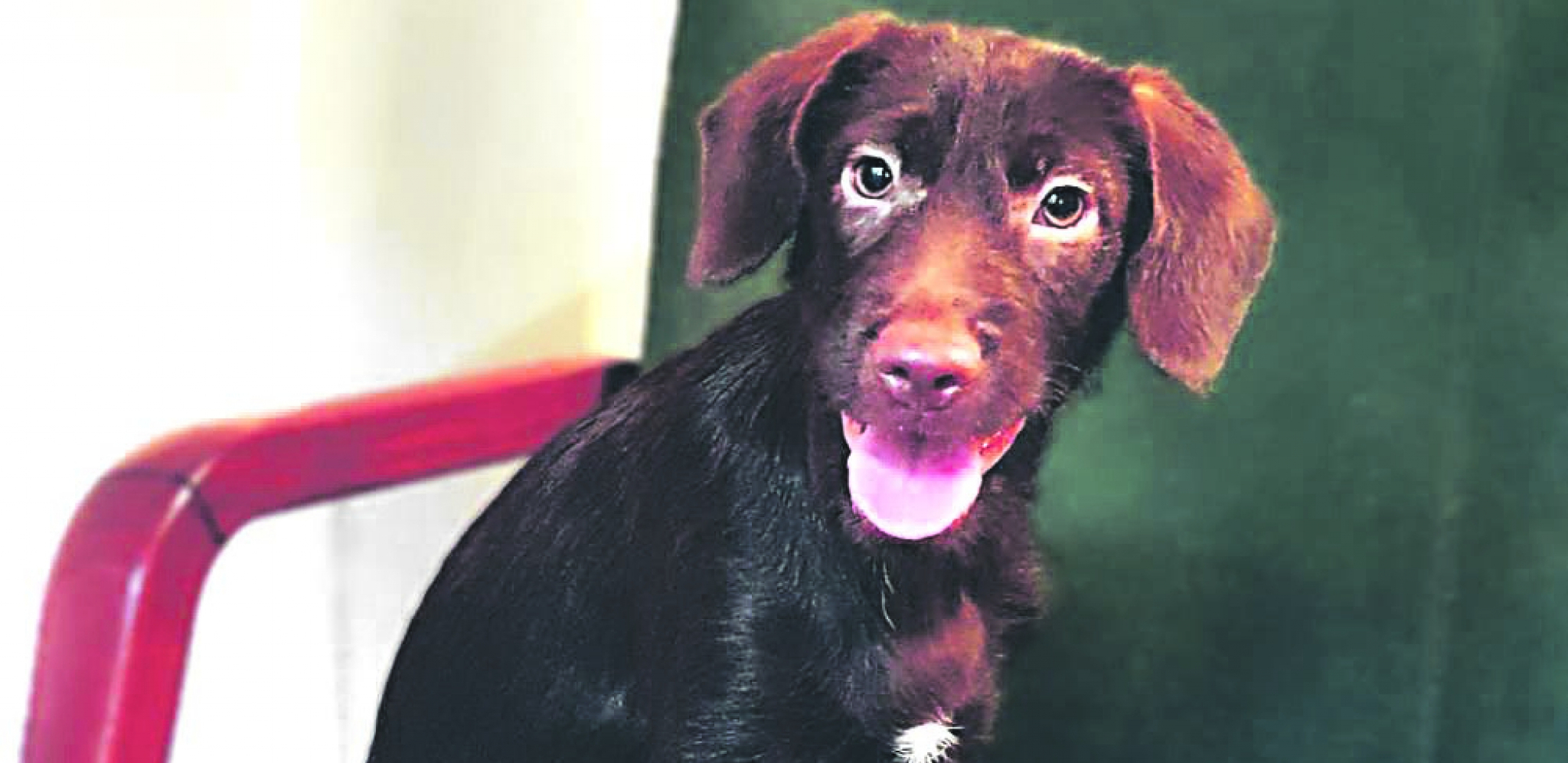 UDOMI ME Mala Peni traži dom