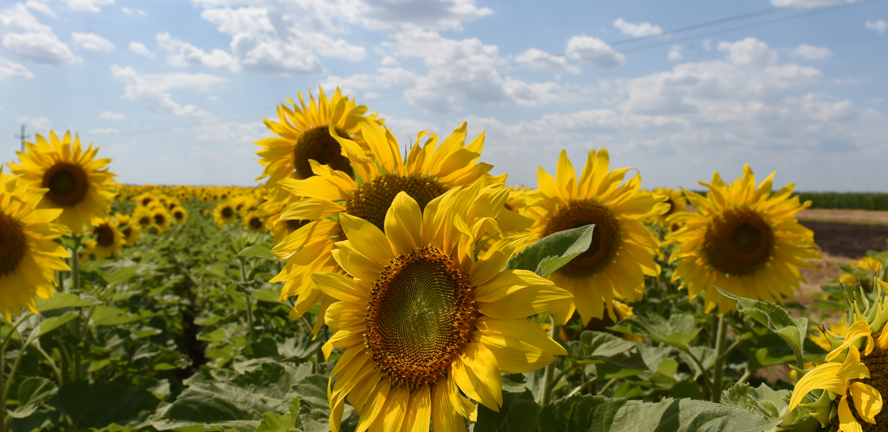 BERIĆETNA GODINA, NA ZALIHAMA DOVOLJNE KOLIČINE! Usvojena inicijativa PKS: Izvoz suncokretovog ulja bez ograničenja