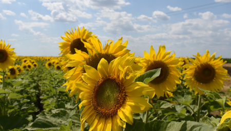 BERIĆETNA GODINA, NA ZALIHAMA DOVOLJNE KOLIČINE! Usvojena inicijativa PKS: Izvoz suncokretovog ulja bez ograničenja
