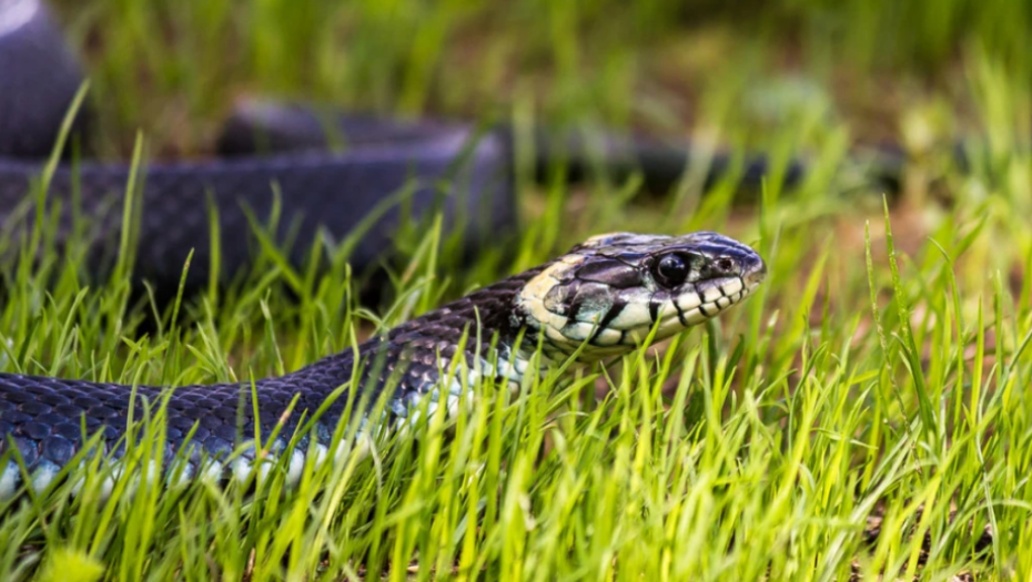 AKO VAM ZMIJA PRIĐE, URADITE SAMO JEDNU STVAR To ih užasava, odmah će pobeći