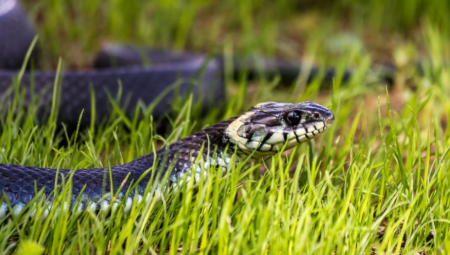 DEVOJČICA IZGRIZLA ZMIJU DO SMRTI Zbog jezive scene, komšije su ostale u šoku, a tvrde da je sve počelo kao igra