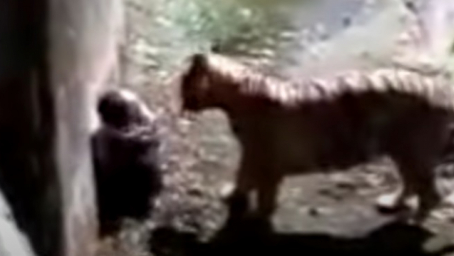 TIGAR UBIO MLADIĆA U ZOO VRTU Horor scena snimljena kamerom u Indiji (UZNEMIRUJUĆI VIDEO)