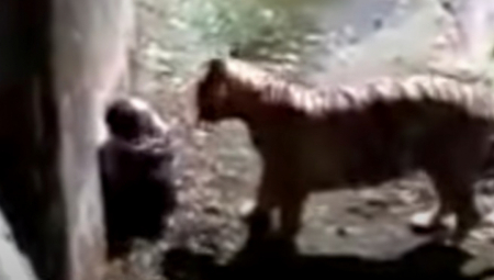 TIGAR UBIO MLADIĆA U ZOO VRTU Horor scena snimljena kamerom u Indiji (UZNEMIRUJUĆI VIDEO)