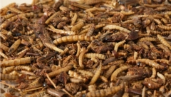 OVE STVARI PRIVLAČE INSEKTE I GLODARE U VAŠ DOM Ako ih držite, izbacite ih momentalno
