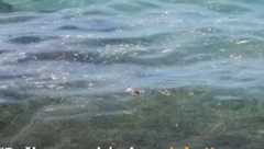 FUJ! PRIZOR ŠOKIRAO KUPAČE U HRVATSKOJ Evo šta je snimljeno da pluta u moru (VIDEO)