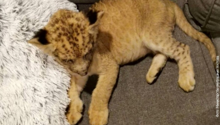 U STANU KRILI LAVA I PITONA! Podnete krivične prijave za dve osobe (FOTO)