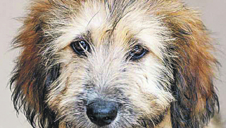 UDOMI ME: Monaliza, Silvija, ZaZa, Bela i Lela čekaju vas