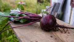 VITAMINSKA „BOMBA“ SNIŽAVA PRITISAK ZA 60 DANA Ovaj napitak uz to obnavlja jetru i bubrege, jednostavan za spravljanje a i ukusan