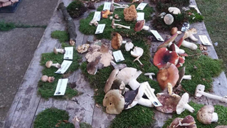 Alo! otkriva: Više od 90 odsto najskupljih pečuraka u Istri poreklom je iz Srbije Hrvati prisvajaju srpske tartufe