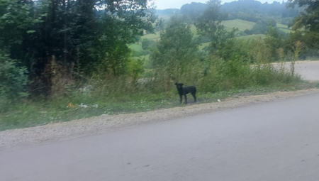 DA SE NAJEŽIŠ! PAS MESEC DANA STOJI NA ISTOM MESTU  I ČEKA VLASNIKA  Priča uz Gornjeg Milanovca će vas rasplakati (FOTO)