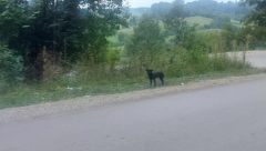 PRIČA O PSU IZ PRANJANA OBIŠLA CELU SRBIJU Stoji i čeka gazdu duže od mesec dana, ljudi iz svih krajeva dolaze da vide da li je njihov (FOTO)