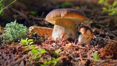 SEDMORO ŠAPČANA SE OTROVALO PEČURKAMA KOJE SU KUPIILI NA PIJACI: Doktori sa VMA otkrili tajnu koju treba da znate i prepoznate jestive