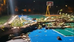 VETAR ČUPAO DRVEĆE Snažno nevreme sinoć pogodilo vojvođansku Belu Crkvu (FOTO)
