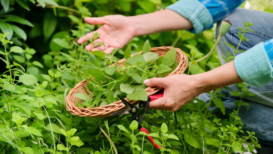 OVE BILJKE IMAJU MAGIČNU MOĆ Donose novac, ljubav i sreću, a nalaze se svuda oko nas
