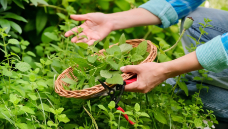 JEDAN OD NAJMOĆNIJIH ASPIRINA IZ PRIRODE: Ova biljka ima antivirusne efekte, svaka kuća mora da je ima