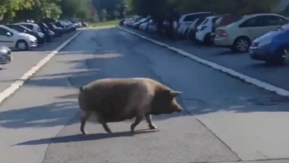 ŠOK SNIMAK SA NOVOG BEOGRADA Džinovska krmača slobodno šeta ulicom, čovek je vabi kao mačku (VIDEO)