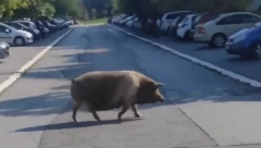 ŠOK SNIMAK SA NOVOG BEOGRADA Džinovska krmača slobodno šeta ulicom, čovek je vabi kao mačku (VIDEO)