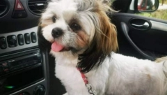 SVETLANA DAJE  "TOJOTU" U ZAMENU ZA PSA Beograđanka kojoj je nestalo kuče Ela kod Aleksinca pronalazaču obećava i novčanu nagradu